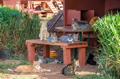 Lanai cat sanctuary - The Lanai Sanctuary has brought in over 600 cats in the past three years, and by saving cats, has also protected the island’s many endangered birds. Skip to content. Listen – About our founder Kristin Herrick 2022-02-16T12:15:51-10:00. ... Lanai Cat Sanctuary is a 501(c)(3) nonprofit organization. ...